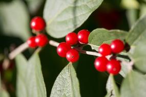 Nature Leaf Berry