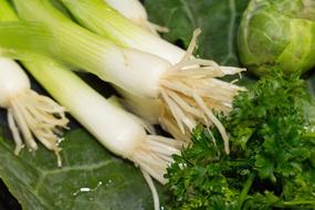 long root onion