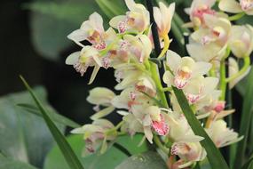 Orchid Flower Plant