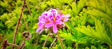 Nature Plant Summer