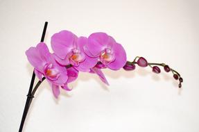 pink orchid gorgeous homemade