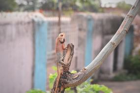 Lizard Micro Nature
