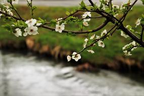 Minor Flowers Tree