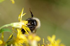 Bee Flower Macro
