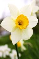 Narcissus Bloom Flower