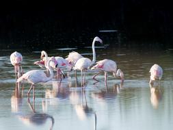 Greater Flamingos Flamingo Birds