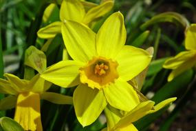 Flower Nature Plant