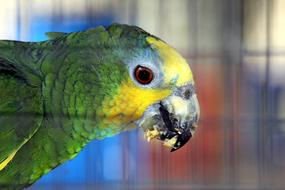 Parrot with food in its beak