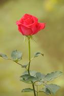 Flower Throat Red