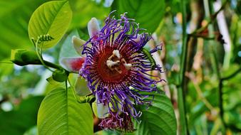 the flower is beautiful big in the foliage