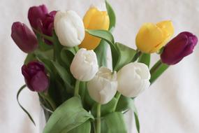Flower Nature Tulip