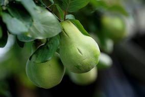 Fruit Eating Leaf