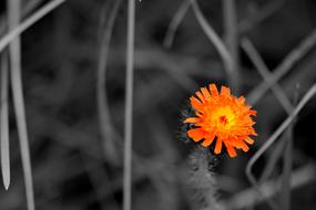 Flower Colors Nature