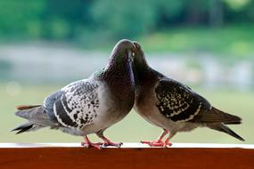 Birds Pen