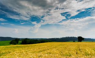 Wheat Field Sky