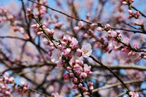 Japanese Cherry Trees Flowers Pink