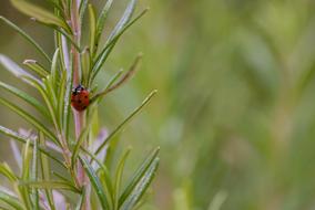 Nature Leaf Plant Close