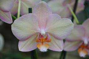 Flower Orchid Petal