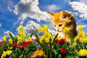 Flower Nature Spring