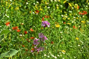 Wildflowers Plants Field Flowers