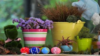 Flower Outdoors Garden