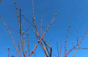 March Tree Branch