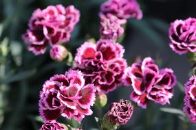 Flower Flora Nature