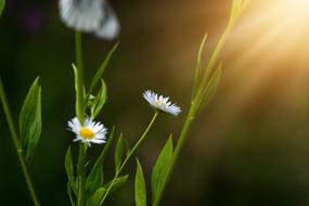 Annual Fleabane Erigeron Annuus