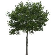 tree landscape green