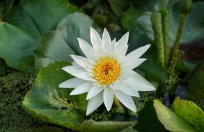 White Lily Lotus
