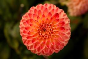 Nature Dahlia Summer