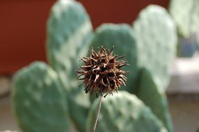 Liquidambar Styraciflua