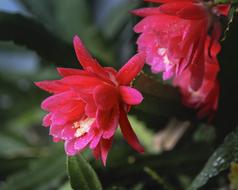 Leaf Cacti Blossom Bloom