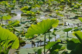 Lotus Leaf Pond