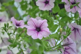 See Flowers Flowering Nature