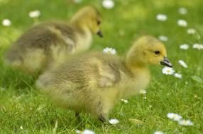 Canada Geese Birds Nature Animal
