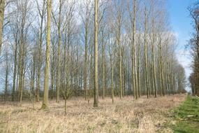 Nature Wood Landscape No