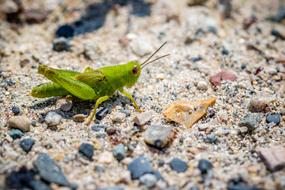Nature Little Grasshopper