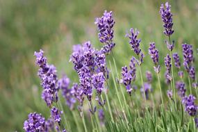 Lavender Violet Close Up