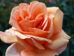 Flower Rose Nature