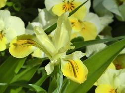 Iris Flowers Yellow