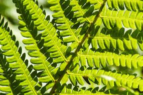 Plant Green Leaf