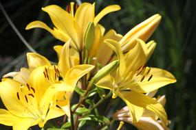 Flower Yellow