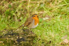 Nature Bird Wildlife