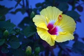 Hibiscus Flower Yellow