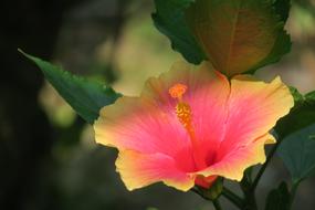 Hibiscus Plant Flower