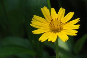 Small Yellow Daisy Plant Flower