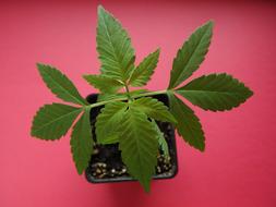 Cannabis Seedling Flora