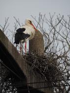 Birds Nature Wildlife Animal