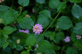 Wild Flower Purple Nature